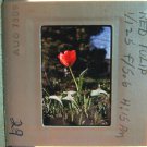 Colorful Red Tulip 35MM Slide Vintage Transparency Original Colorful Red Tulip 35MM Slide Vintage Transparency Original