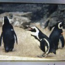 Black - Footed Penquins Film Slide 35MM Photo Transparency Zoo Animals
