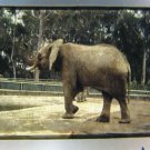 African Elephant Film Slide 35MM Color Photo Transparency African Elephant Film Slide 35MM Color Photo Transparency