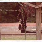 Denver Zoo Photo Of Black Gibbon At Play In Enclosure Denver Zoo Photo Of Black Gibbon At Play In Enclosure