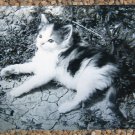 Calico Kitten Lying Down Pet Reclining In Yard Cute Cat Calico Kitten Lying Down Pet Reclining In Yard Cute Cat