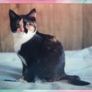 Proud Calico Cat Pretty Kitty Color Photo Feline Sitting On Bed