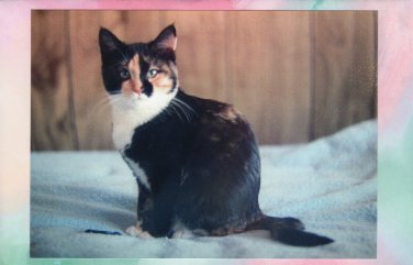 Proud Calico Cat Pretty Kitty Color Photo Feline Sitting On Bed
