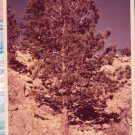 Sunshine Canyon Colorado Photo Rocky Mountains Tree Evergreen Pine