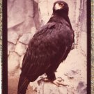 Black Eagle At San Diego Zoo Vintage Photo Bird Avian Raptor