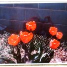 Red Tulips Garden Flowers Color Photograph Floral 35MM Film Picture