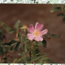 Wild Rose Color Photograph Flower Rocky Mountain National Park