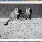 Two Cats / Kittens Image Black & White Photograph On The Farm Two Cats / Kittens Image Black & White Photograph On The Farm