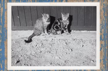 Two Cats / Kittens Image Black & White Photograph On The Farm
