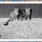Two Cats / Kittens Image Black & White Photograph On The Farm
