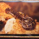 Mangrove Snake Color Photo Serpent San Diego Zoo Reptile Wildlife