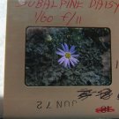 Subalpine Daisy Color Transparency Slide Photo Floral Wild Flower
