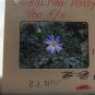 Subalpine Daisy Color Transparency Slide Photo Floral Wild Flower