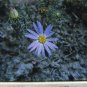 Subalpine Daisy Color Transparency Slide Photo Floral Wild Flower