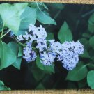 Lovely Lilacs Glossy Photograph, Vintage, From 35MM Slide
