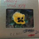 Pansy Close Up 35MM Slide Photo Transparency Original Grainy