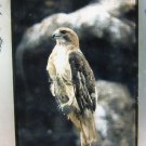 Red - Tailed Hawk 35MM Film Transparency Slide Bird Raptor
