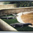Alligators Zoo Animals 35MM Film Transparency Reptiles