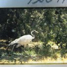 Exotic Bird Demoiselle Crane Vintage 35MM Film Slide