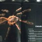 History Of Witchcraft National Geographic Salem Trials Healers Spell Casters