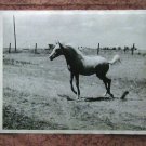 Black & White Vintage Photo Of Running Horse In Pasture