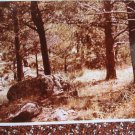 Colorado Peaceful Scene Photo Fall Foliage Rocky Mountains