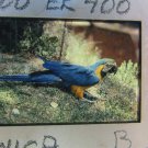 Colorful Blue & Yellow Macaw 35MM Film Slide
