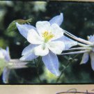 Colorado Columbine Vtg Color Film Slide Mountain Flower