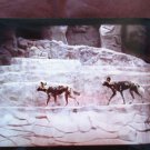 African Cape Hunting Dogs Color Photograph Vintage Wild Canids Predators