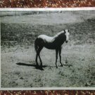 Vintage Black & White Photo Of Horse / Pony Standing In Passture