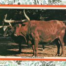 Texas Longhorn Steer Vintage Postcard Cattle Livestock Bovine Farm Animal Texas Longhorn Steer Vintage Postcard Cattle Livestock Bovine Farm Animal
