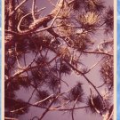 Pine Tree Left Hand Canyon Colorado Photo Looking Up Through Branches