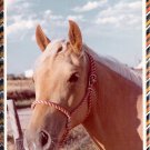 Palomino Horse Head Portrait Color Photograph Mare Palomino Horse Head Portrait Color Photograph Mare