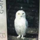 Snowy Owl 35MM Film Slide Avian Bird Vintage Original