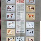 American Paint Horse Colors & Patterns RARE Full - Color Chart, Equine Vintage