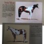 American Paint Horse Colors & Patterns RARE Full - Color Chart, Equine Vintage