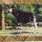 Rare Okapi Postcard NY Zoological Park Hoofed Mammal Unusual Animal