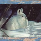 Snowshoe Hare White Rabbit Postcard Vintage Winter Snowy Scene Animal