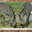 Pair Of Zebras Lion Country Safari Postcard Aftican Theme Park Wildlife Preserve Pair Of Zebras Lion Country Safari Postcard Aftican Theme Park Wildlife Preserve