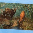 Bongo Antelope Of Africa Vtg Postcard Ca. 1960s Pair Of Horned Deer Animals Museum Exhibit Bongo Antelope Of Africa Vtg Postcard Ca. 1960s Pair Of Horned Deer Animals Museum Exhibit