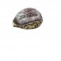 Handcrafted Morro Bay Souvenir Polished Cowrie Shell Engraved Nautical Scene