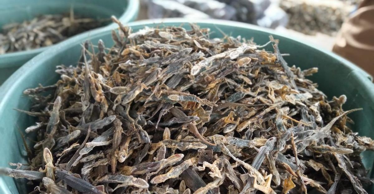 Premium Dried House Lizards Exotic Reptile Pet Food - 250g