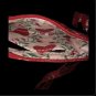 NEW Vera Bradley Zip ID Case with Lanyard Imperial Hearts Red