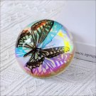 Real Insect Specimen in Clear Resin - Taxidermy Beetle Paperweight for Desk Decor
