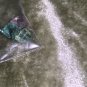 Eye Clean, High Clarity (No Imperfections,Facet Grade) Raw Mint Green,Teal,&Pink Tourmaline Crystals