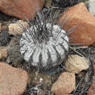 1000 SEEDS of Copiapoa dealbata, Quebrada Mala