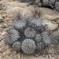 1000 SEEDS of Copiapoa dealbata, Quebrada Mala