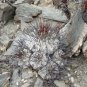 1000 SEEDS of Copiapoa dealbata, Quebrada Mala