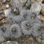 1000 SEEDS of Copiapoa dealbata, Quebrada Mala