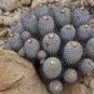1000 SEEDS of Copiapoa dealbata, Quebrada Mala